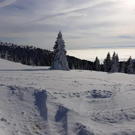 Natasa كوباونيك